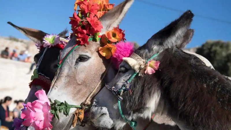 सांकेतिक तस्वीर Donkey Ride