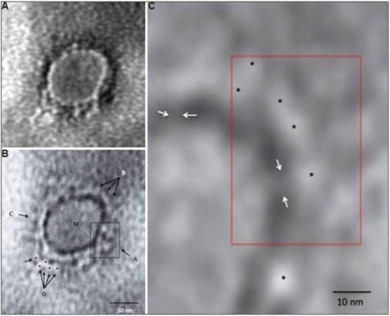 Corona Virus Image