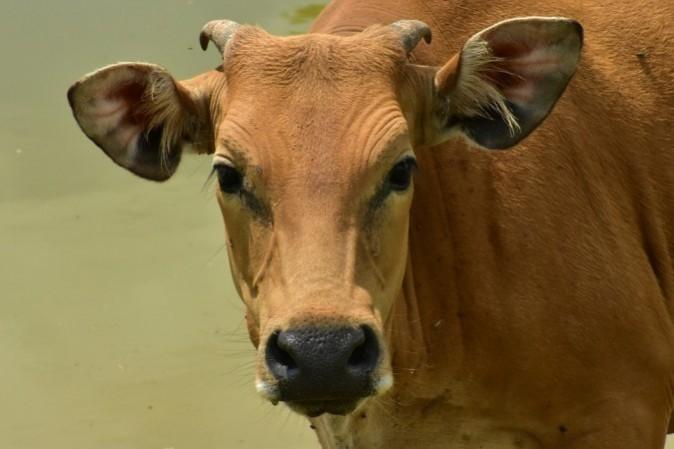 सांकेतिक तस्वीर